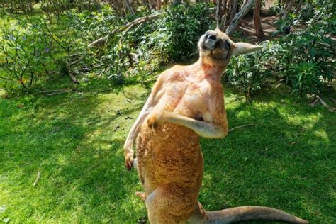 Kangaroo Beats Up Elderly Woman Terrorizes Small Town