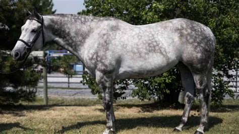 steelin  dance american quarter horse  sale  grey mare youtube