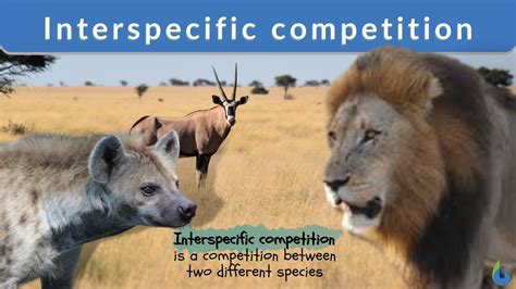 animal competition examples