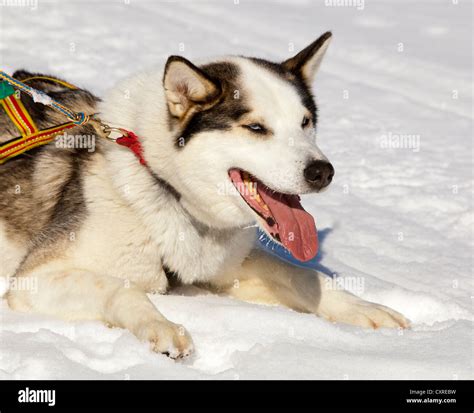 sled dog lead dog alaskan husky  harness panting resting  snow frozen yukon river