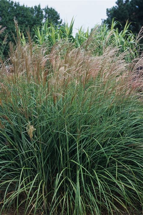 miscanthus sinensis japanese silver arrow grass evans nursery