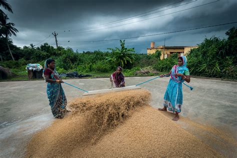 workers gathering wheat  rain chandanpur odisha vilvesh