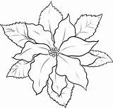 Poinsettia Coloring Draw Outline Sketch Color National Luna Clipart Clip Size Library Kids Popular Colorluna sketch template