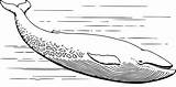 Baleia Ballena Gris Colorir Paus Balena Whales Realista Grigia Ikan Openclipart Fish Realistica Killer Biru Mewarnai Poissons Vie Template Sikat sketch template
