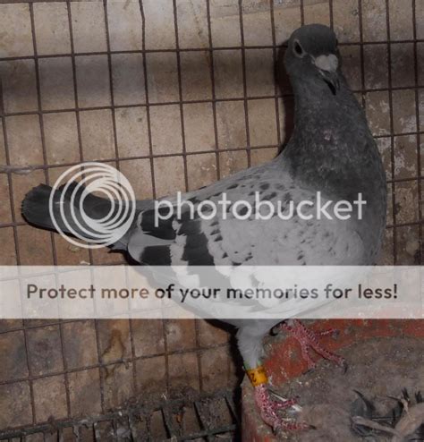 houben pigeons pictures images  photobucket
