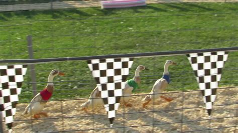 runner duck racing kenosha county wi fair  youtube