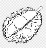 Durian Putih Pngegg sketch template