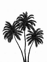 Tumblr Palm Drawing Tree Trees Getdrawings sketch template