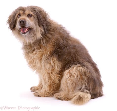 dog shaggy mongrel photo wp