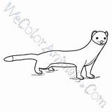 Weasel sketch template