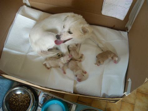 regalo cuccioli  cane meticci taglia media petpassion