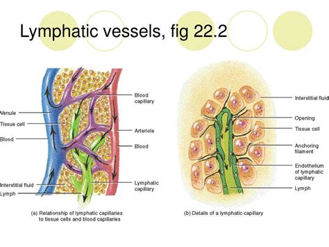 Ppt The Immune And Lymphatic System Ch 22 Powerpoint Presentation Id