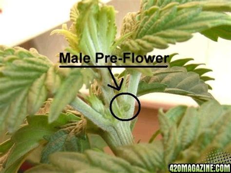 how do i determine a female sex plant from a male
