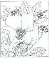 Pollination Coloring 13kb 614px sketch template