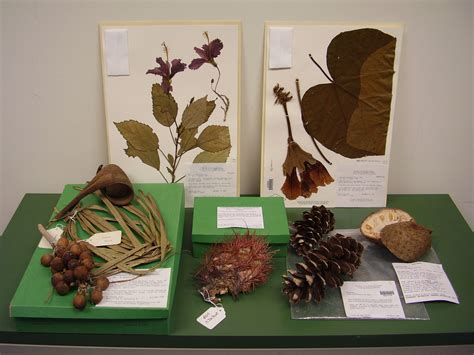 herbarium specimens pressed  posterity plant talk