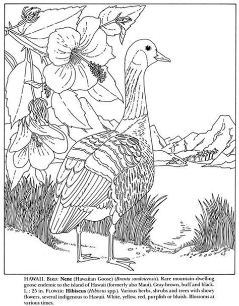 state birds  flowers coloring book   bird coloring pages