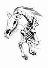 Horse Skeleton Getdrawings Drawing Photoshop sketch template