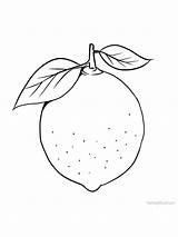 Coloring Lime Lemon Pages Fruit Tree Orange Simple Shrub Leaves Pdf Family Part sketch template