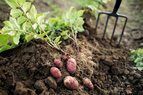 plant  grow potatoes  homes  gardens