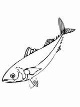 Arenque Ausmalbilder Hering Ausmalbild Anchovy Fische Herring Supercoloring Ausdrucken Ausmalen sketch template