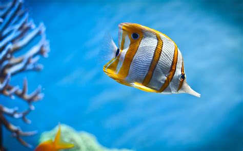 wallpaper  colorful butterfly fish swimming   sea