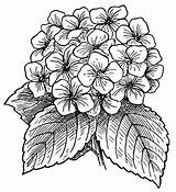 Flower Drawing Beautiful Hydrangea Choose Board Coloring sketch template