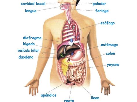 El Cuerpo Humano Ii Aumentaty Community