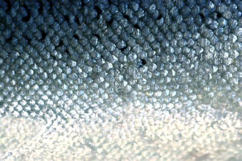 fish scales stock photo image  slimy catching bass