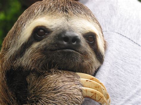 sloth   amazon flickr photo sharing