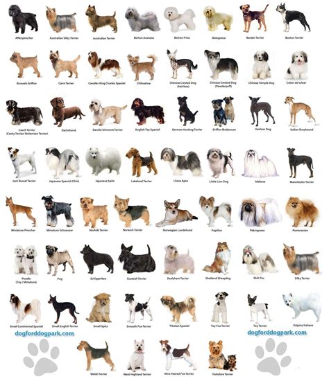 dog breeds wallpapers wallpaper cave