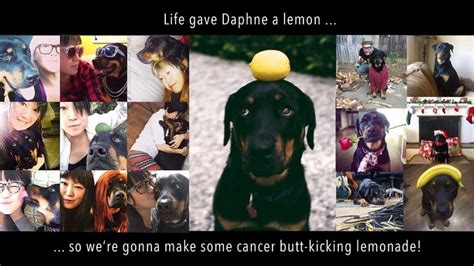 Fundraiser By Isul Kim Help Daphne The Hottie Rottie Fight Cancer
