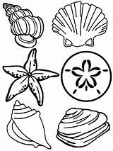 Coloring Shells Pages Sea Clipart Designs sketch template