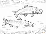 Salmon Coloring Pages Coho Drawing Fish Sockeye Trout Supercoloring Printable Drawings sketch template