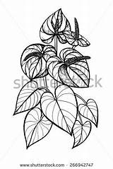Anthurium Coloring 470px 36kb Drawings sketch template
