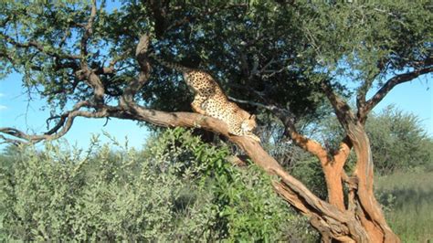 cheetahs favorite spot cheetah conservation fund