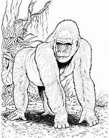 Gorilla Coloring Drawing Pages Mountain Books Printable Sheets Club Silverback Getdrawings Print Kids sketch template