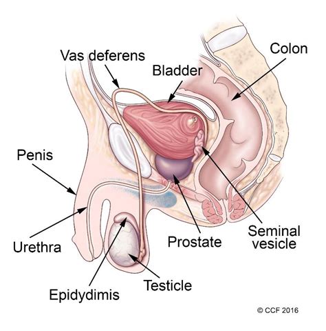 Male Reproductive System Structure And Function