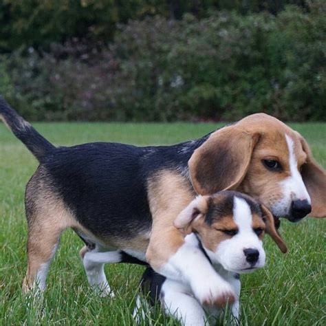adorable   beagles   entrance   soul page