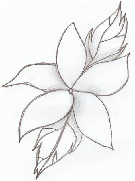 lily flower  silvermoonwings  deviantart