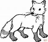 Fox Coloring Pages Red Printable Foxes Kids Color Cartoon Print Arctic Colouring Tip Tail Drawings Unicorn Animal Book Getcolorings Clipart sketch template