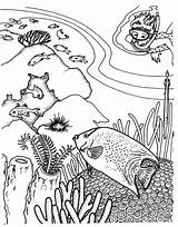 Corail Diving Ecosystem Koralle Coloriage Coloriages sketch template