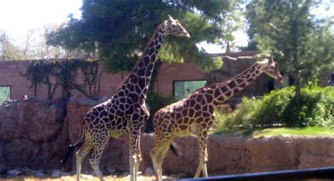 orbson oracle zoo animals  wild sarah palin accuses zoo