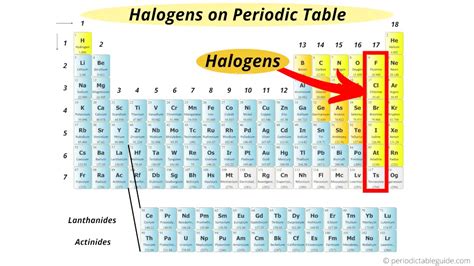 halogens located   periodic table
