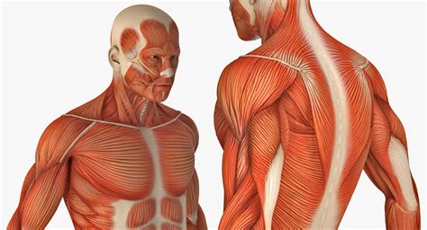 high quality  models   male anatomy muscular system  model