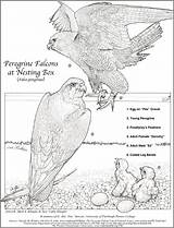 Falcon Peregrine Coloring Illustration Klingler Cathy Mark Text Designlooter sketch template