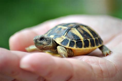 discover   turtle pet   fed animal encyclopedia