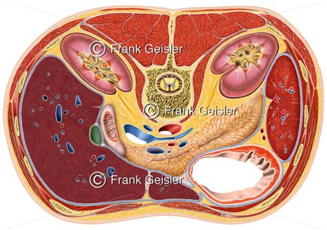 anatomie organe im bauchraum mit bauchfell peritoneum medical pictures