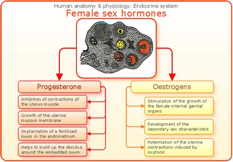 Conceptdraw Samples Science And Education Medicine Human Anatomy