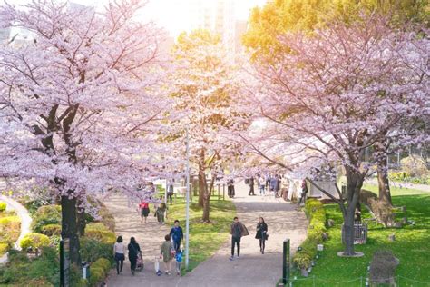 cherry blossoms  tokyo  spots  guide japan rail pass
