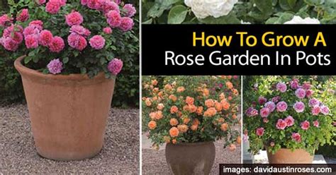 tips  growing  rose garden  pots